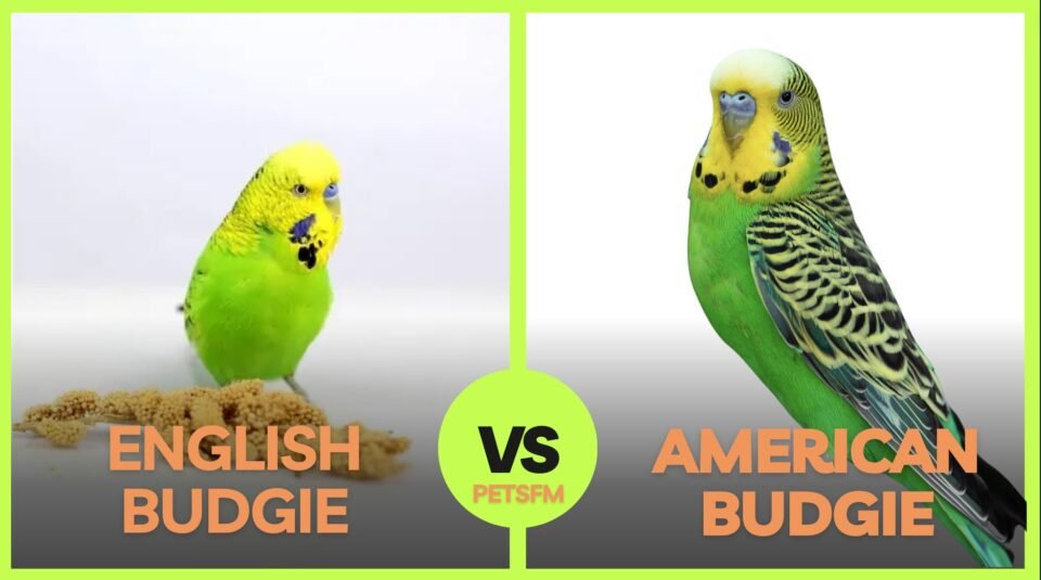 American Budgie vs. English Budgie | Detailed Differences Guide